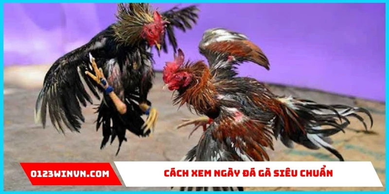 Cách xem ngày đá gà siêu chuẩn của chuyên gia 0123Win