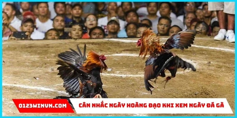 Cách xem ngày đá gà siêu chuẩn của chuyên gia 0123Win xem ngày đá gà