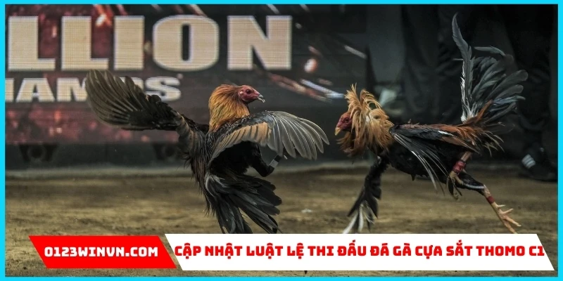 Đá Gà Cựa Sắt Thomo C1 – Đỉnh cao chọi kê tại 0123Win Cập nhật luật lệ thi đấu đá gà cựa sắt Thomo C1
