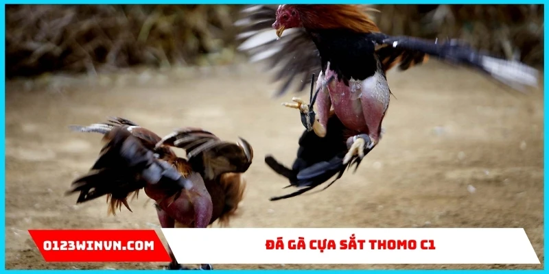 Đá Gà Cựa Sắt Thomo C1 – Đỉnh cao chọi kê tại 0123Win