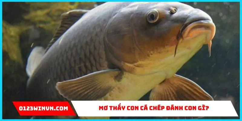 Mơ thấy con cá chép đánh con gì?