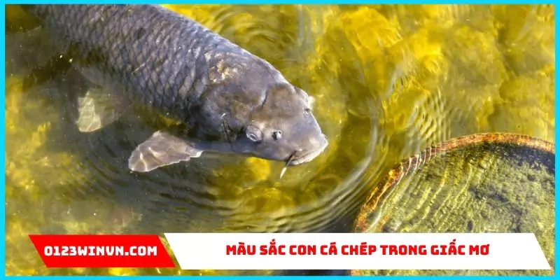 Màu sắc con cá chép trong giấc mơ tiết lộ điều gì?