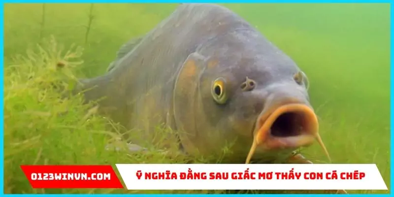 Ý nghĩa giấc mơ thấy con cá chép 