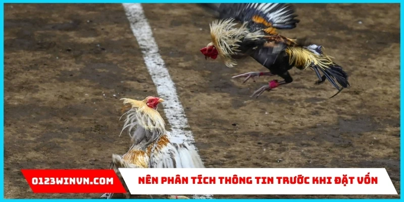 Đá Gà Cựa Sắt Thomo C1 – Đỉnh cao chọi kê tại 0123Win Chiến thuật đặt cược đá gà