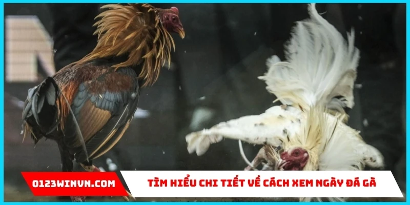 Cách xem ngày đá gà siêu chuẩn của chuyên gia 0123Win cách xem ngày đá gà