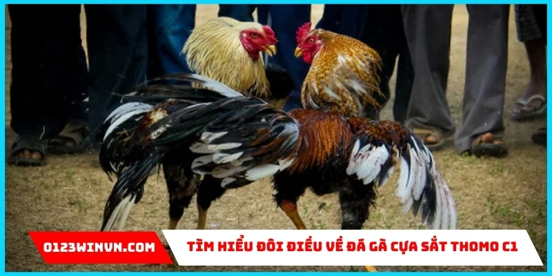 Đá Gà Cựa Sắt Thomo C1 – Đỉnh cao chọi kê tại 0123Win về đá gà cựa sắt Thomo C1